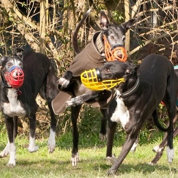 Greyhounds & Maulkörbe
